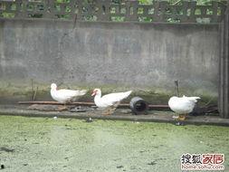 娱乐吃瓜鹅鸭,鹅鸭带你领略明星幕后故事